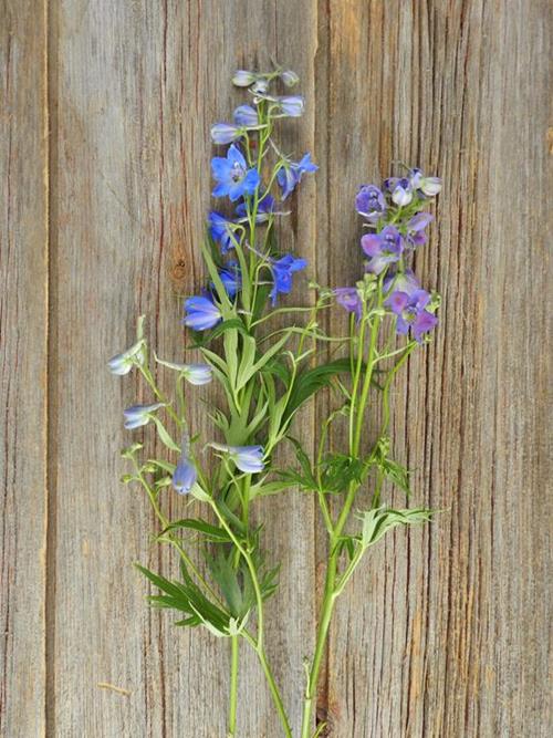 DARK BLUE DELPHINIUM